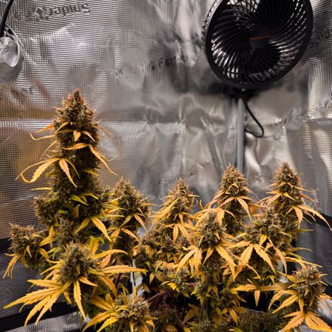 Cookies Gelato Auto #1 -41,5g growlog photo: 18:33