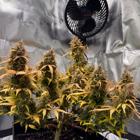 Cookies Gelato Auto #1 -41,5g growlog photo: 18:33