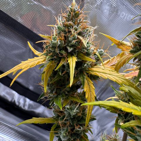 Cookies Gelato Auto #1 -41,5g growlog photo: 18:33