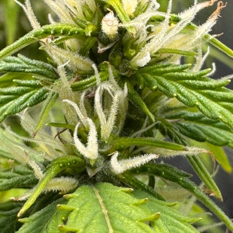 Fat Banana Auto #1 -89g growlog photo: 18:57