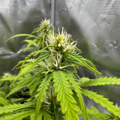 Fat Banana Auto #1 -89g growlog photo: 18:57