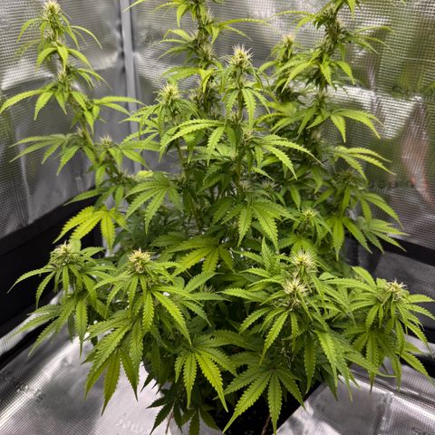 Fat Banana Auto #1 -89g growlog photo: 18:57
