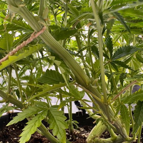Fat Banana Auto #1 -89g growlog photo: 18:57