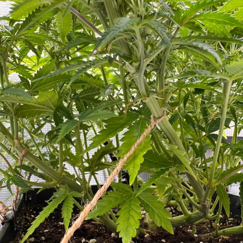 Fat Banana Auto #1 -89g growlog photo: 18:57