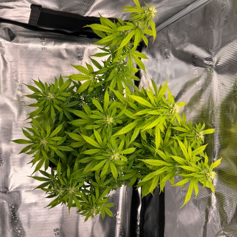Fat Banana Auto #1 -89g growlog photo: 18:57