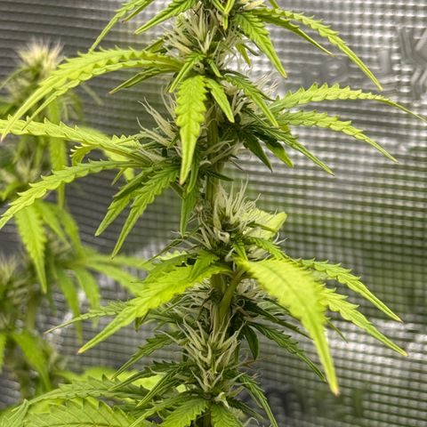 Fat Banana Auto #1 -89g growlog photo: 18:57