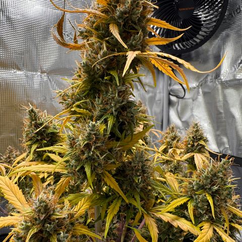 Cookies Gelato Auto #1 -41,5g growlog photo: 18:33