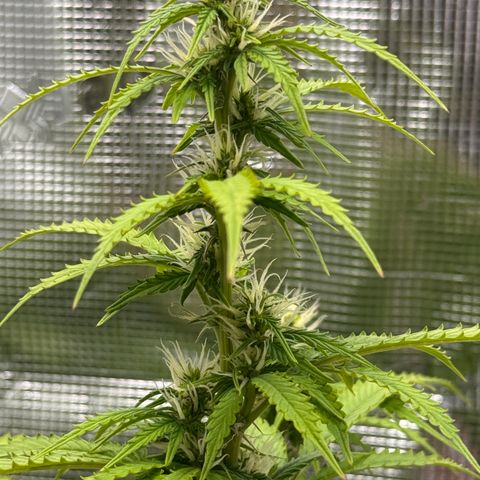 Fat Banana Auto #1 -89g growlog photo: 18:57