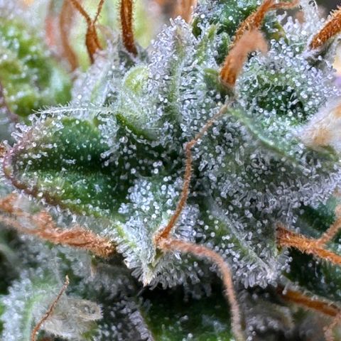 Cookies Gelato Auto #1 -41,5g growlog photo: 18:33