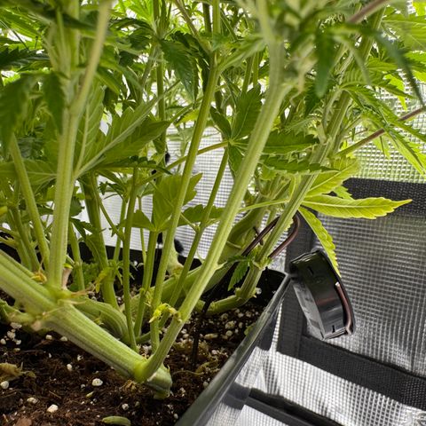 Fat Banana Auto #1 -89g growlog photo: 18:57