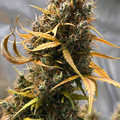 Cookies Gelato Auto #1 -41,5g growlog photo: 18:33