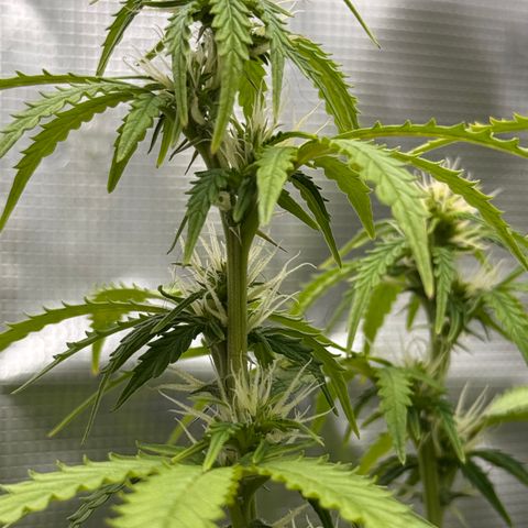 Fat Banana Auto #1 -89g growlog photo: 18:57