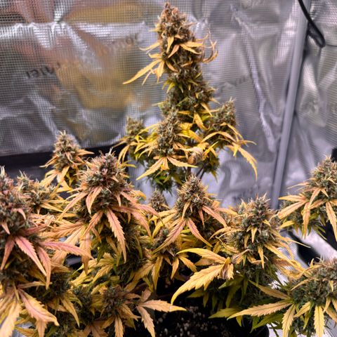 Cookies Gelato Auto #1 -41,5g growlog photo: 18:33
