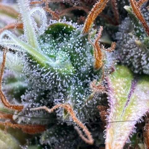 Cookies Gelato Auto #1 -41,5g growlog photo: 20:44