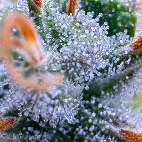 Cookies Gelato Auto #1 -41,5g growlog photo: 20:44