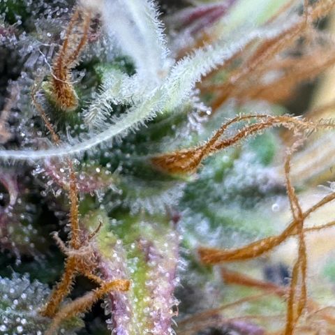 Cookies Gelato Auto #1 -41,5g growlog photo: 20:44
