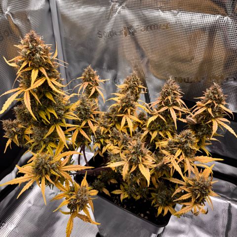 Cookies Gelato Auto #1 -41,5g growlog photo: 20:44