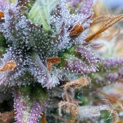 Cookies Gelato Auto #1 -41,5g growlog photo: 20:44