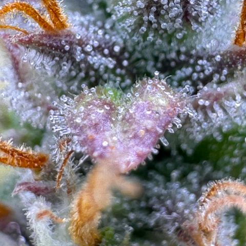 Cookies Gelato Auto #1 -41,5g growlog photo: 20:44