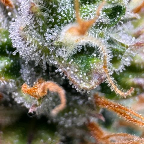 Cookies Gelato Auto #1 -41,5g growlog photo: 20:44