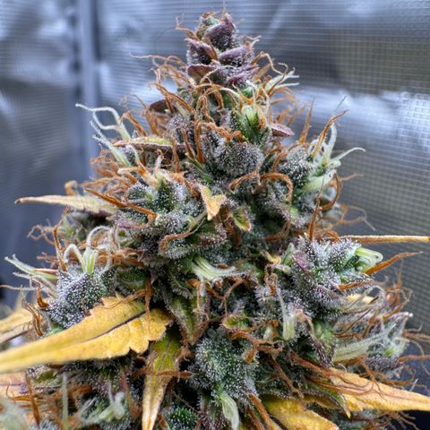 Cookies Gelato Auto #1 -41,5g growlog photo: 20:44