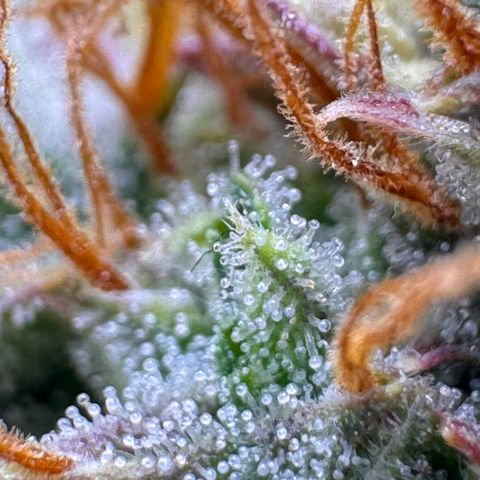 Cookies Gelato Auto #1 -41,5g growlog photo: 20:44