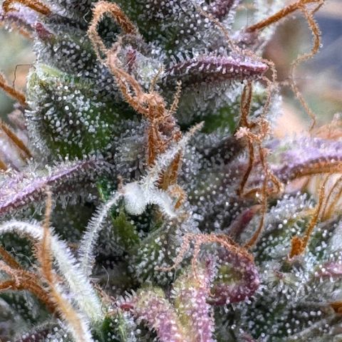 Cookies Gelato Auto #1 -41,5g growlog photo: 20:44