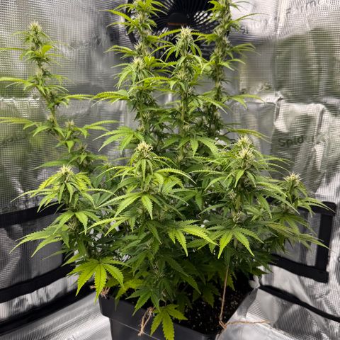 Fat Banana Auto #1 -89g growlog photo: 21:05