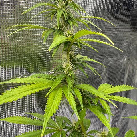 Fat Banana Auto #1 -89g growlog photo: 21:05
