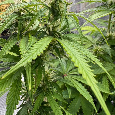 Fat Banana Auto #1 -89g growlog photo: 21:05