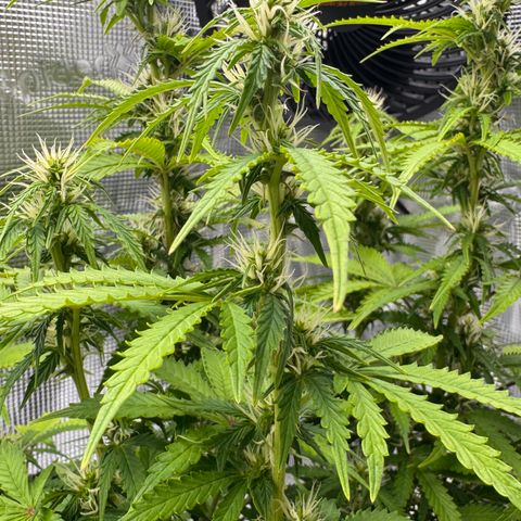 Fat Banana Auto #1 -89g growlog photo: 21:05
