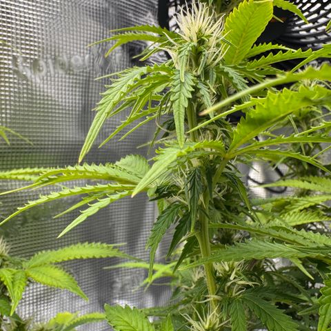 Fat Banana Auto #1 -89g growlog photo: 21:05