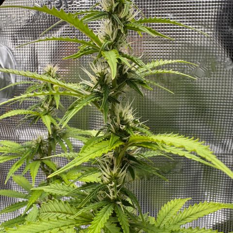 Fat Banana Auto #1 -89g growlog photo: 21:05