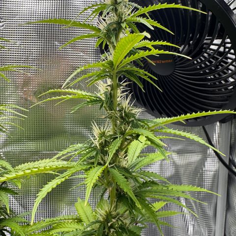 Fat Banana Auto #1 -89g growlog photo: 21:05