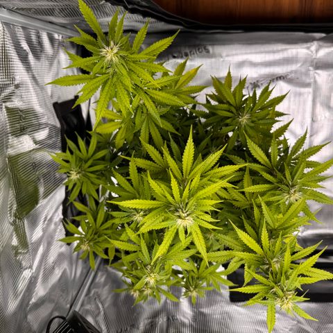 Fat Banana Auto #1 -89g growlog photo: 21:05