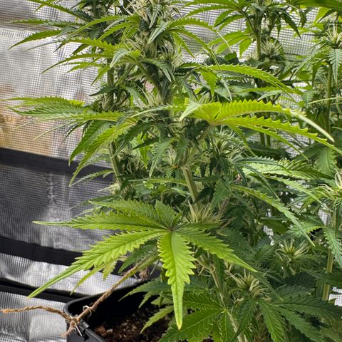 Fat Banana Auto #1 -89g growlog photo: 21:05