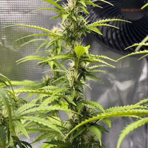 Fat Banana Auto #1 -89g growlog photo: 21:05