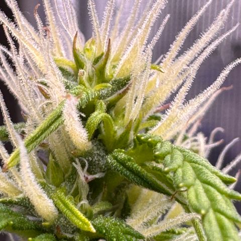 Fat Banana Auto #1 -89g growlog photo: 23:37