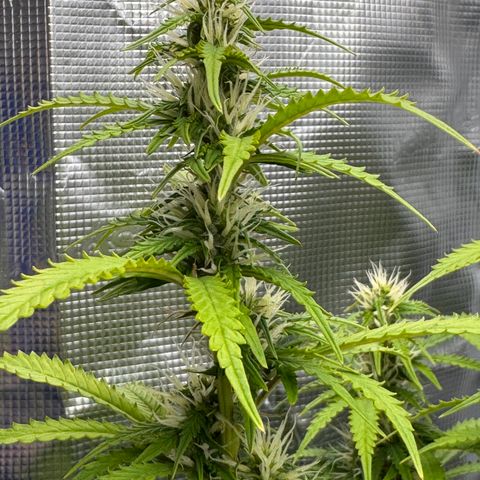 Fat Banana Auto #1 -89g growlog photo: 23:37