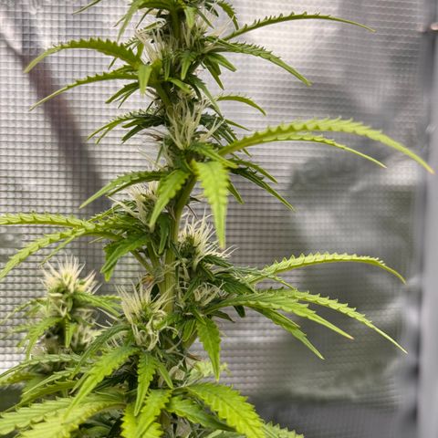Fat Banana Auto #1 -89g growlog photo: 23:37
