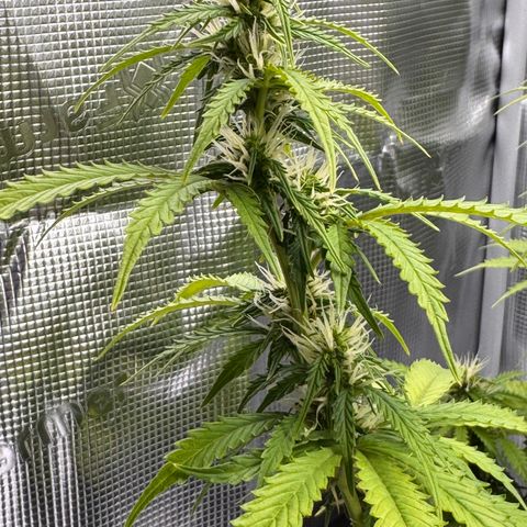 Fat Banana Auto #1 -89g growlog photo: 23:37