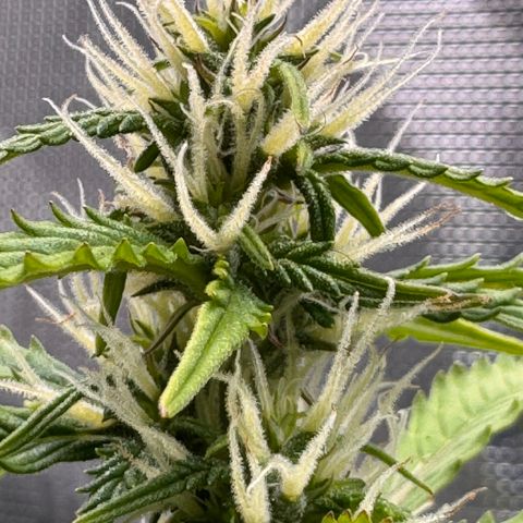 Fat Banana Auto #1 -89g growlog photo: 23:37