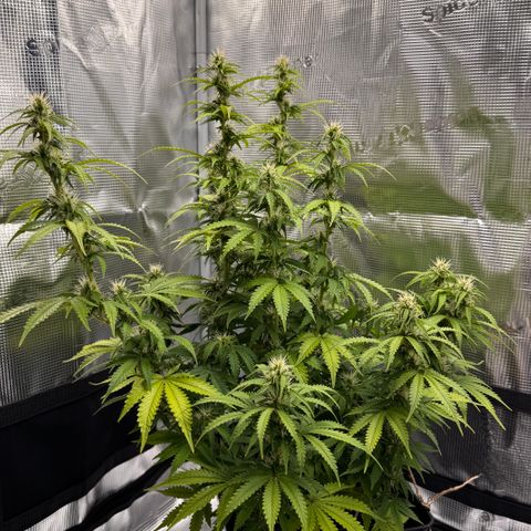 Fat Banana Auto #1 -89g growlog photo: 23:37