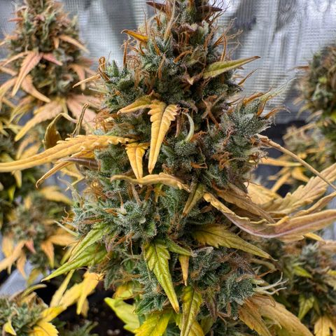 Cookies Gelato Auto #1 -41,5g growlog photo: 23:24