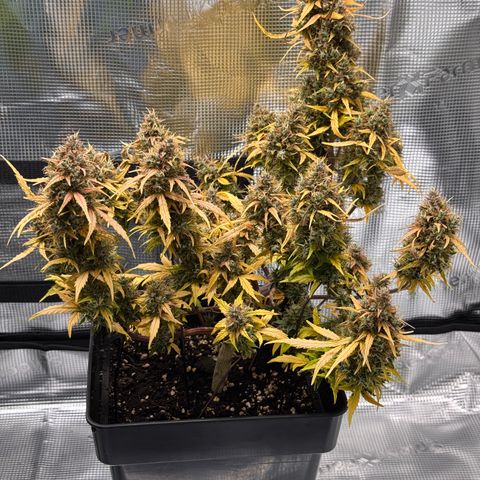 Cookies Gelato Auto #1 -41,5g growlog photo: 23:24