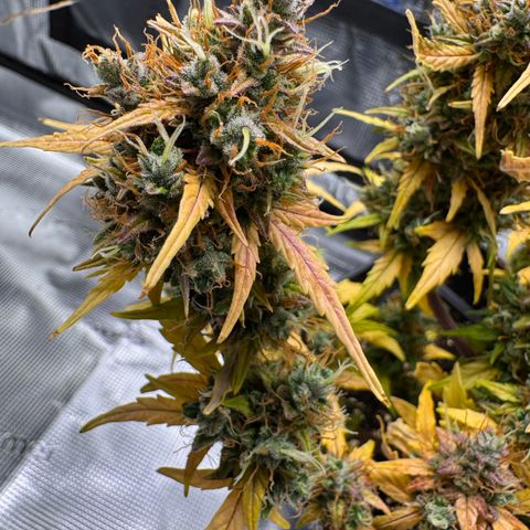 Cookies Gelato Auto #1 -41,5g growlog photo: 23:24