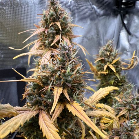 Cookies Gelato Auto #1 -41,5g growlog photo: 23:24
