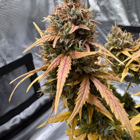 Cookies Gelato Auto #1 -41,5g growlog photo: 23:24