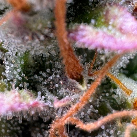 Cookies Gelato Auto #1 -41,5g growlog photo: 23:24