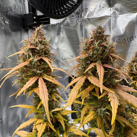 Cookies Gelato Auto #1 -41,5g growlog photo: 23:24